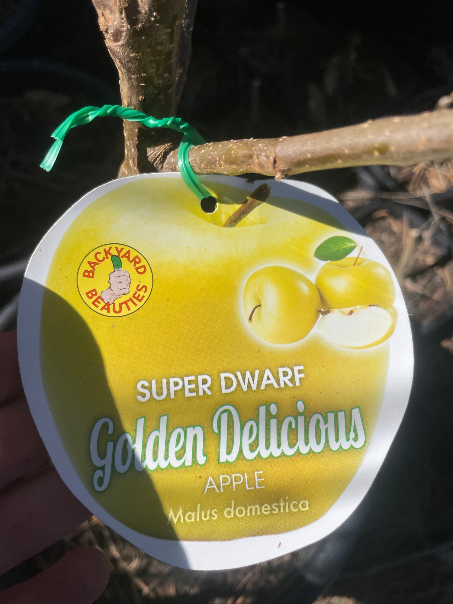 Super Dwarf Apple Golden Delicious (stone fruit)