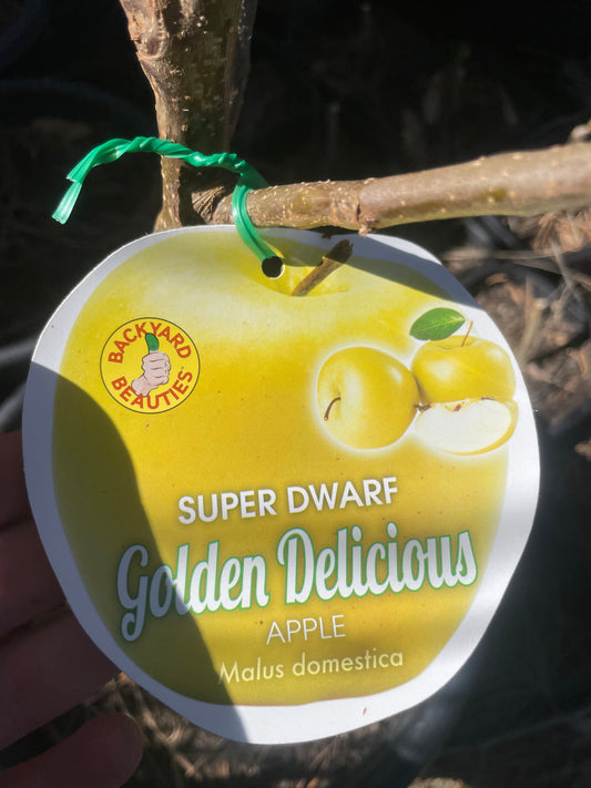 Super Dwarf Apple Golden Delicious (stone fruit)