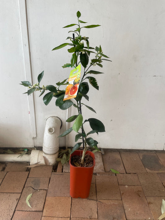 Dwarf Cara Cara Blood Navel Oranges (citrus)