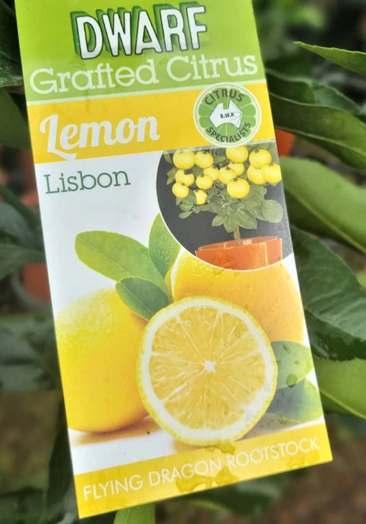Dwarf Lisbon Lemon(citrus)