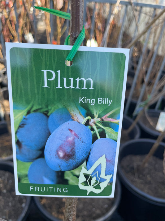 Plum King Bill (stone fruit)