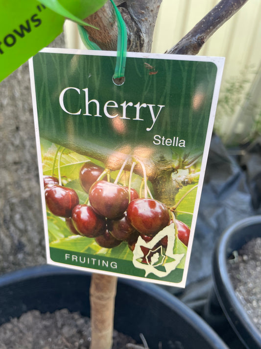 Cheery Stella(stone fruit)
