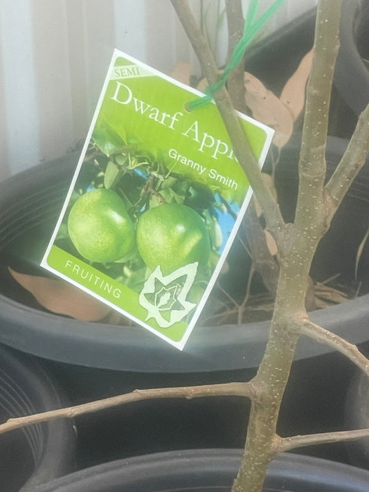 Sami Dwarf Apple Granny Smith(stone fruit)