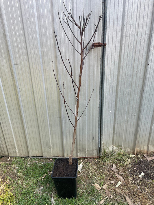 Bendigo Beauty peach