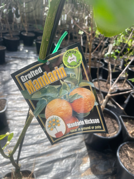 Hickson Mandarins (citrus)