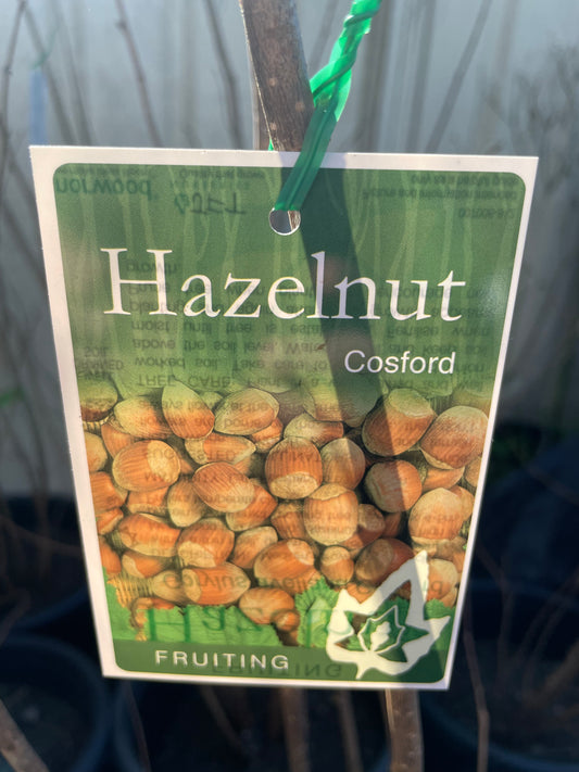 Hazelnut Turkish Cosford