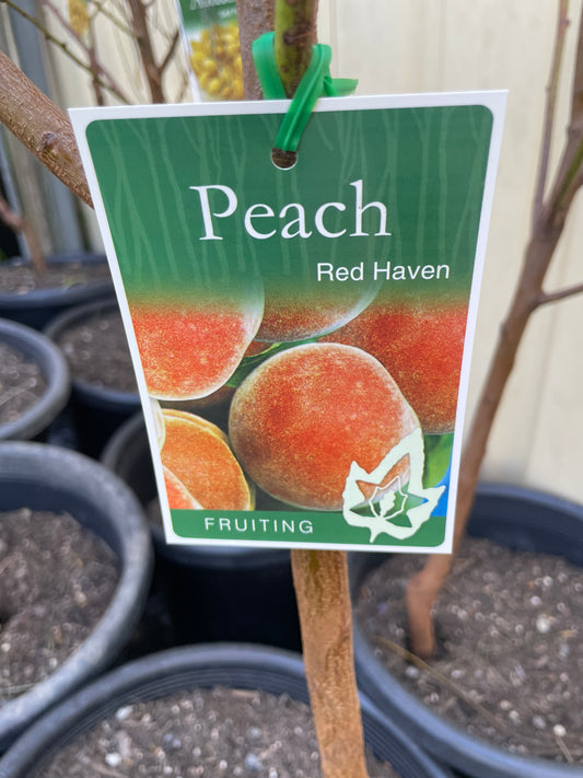 Peach Red Haven ( stone fruit)
