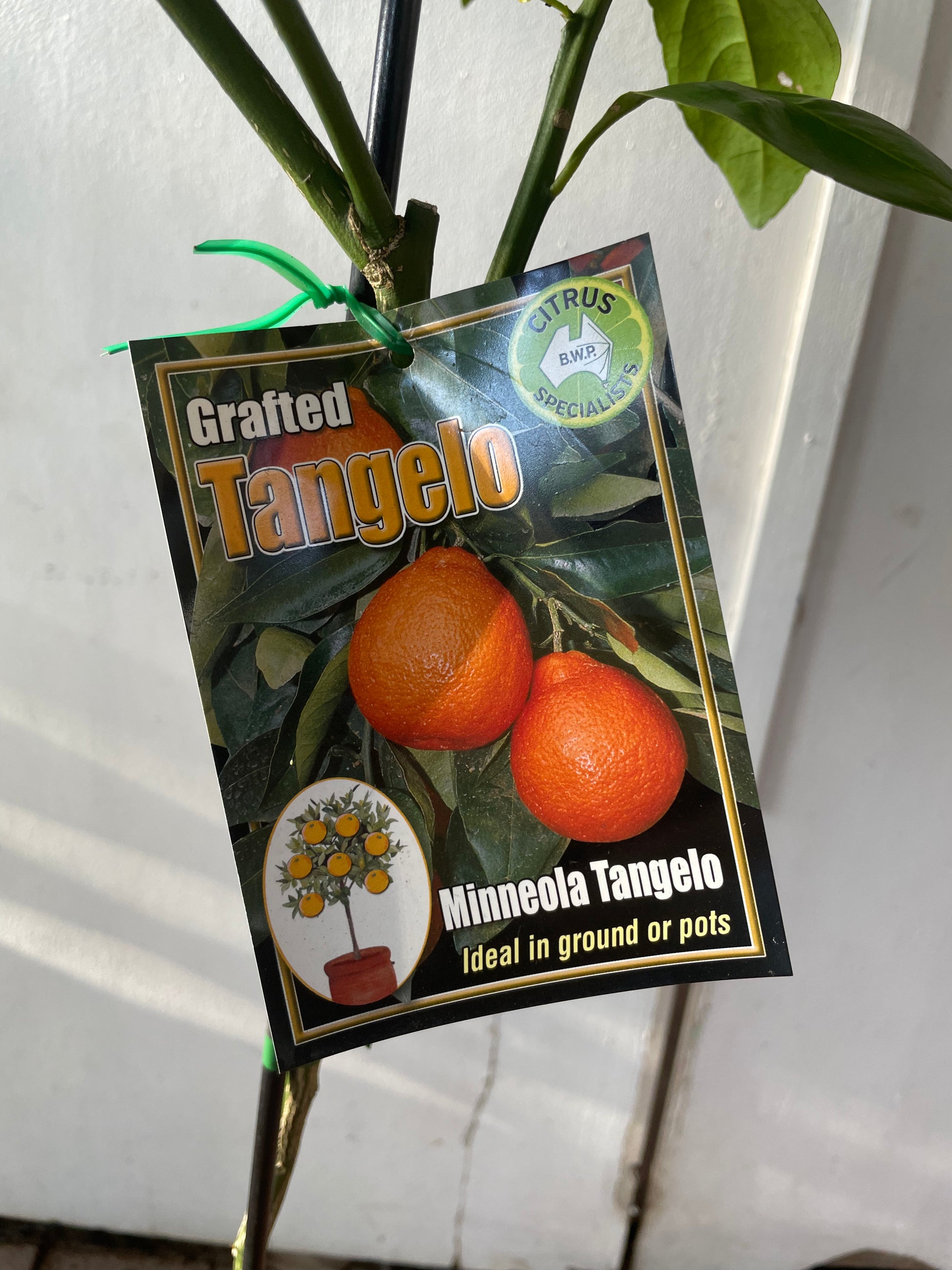 Mineola Tangelo (citrus)
