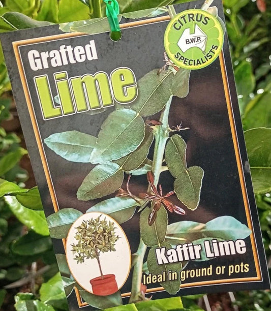 Kaffir Lime tree ( citrus)