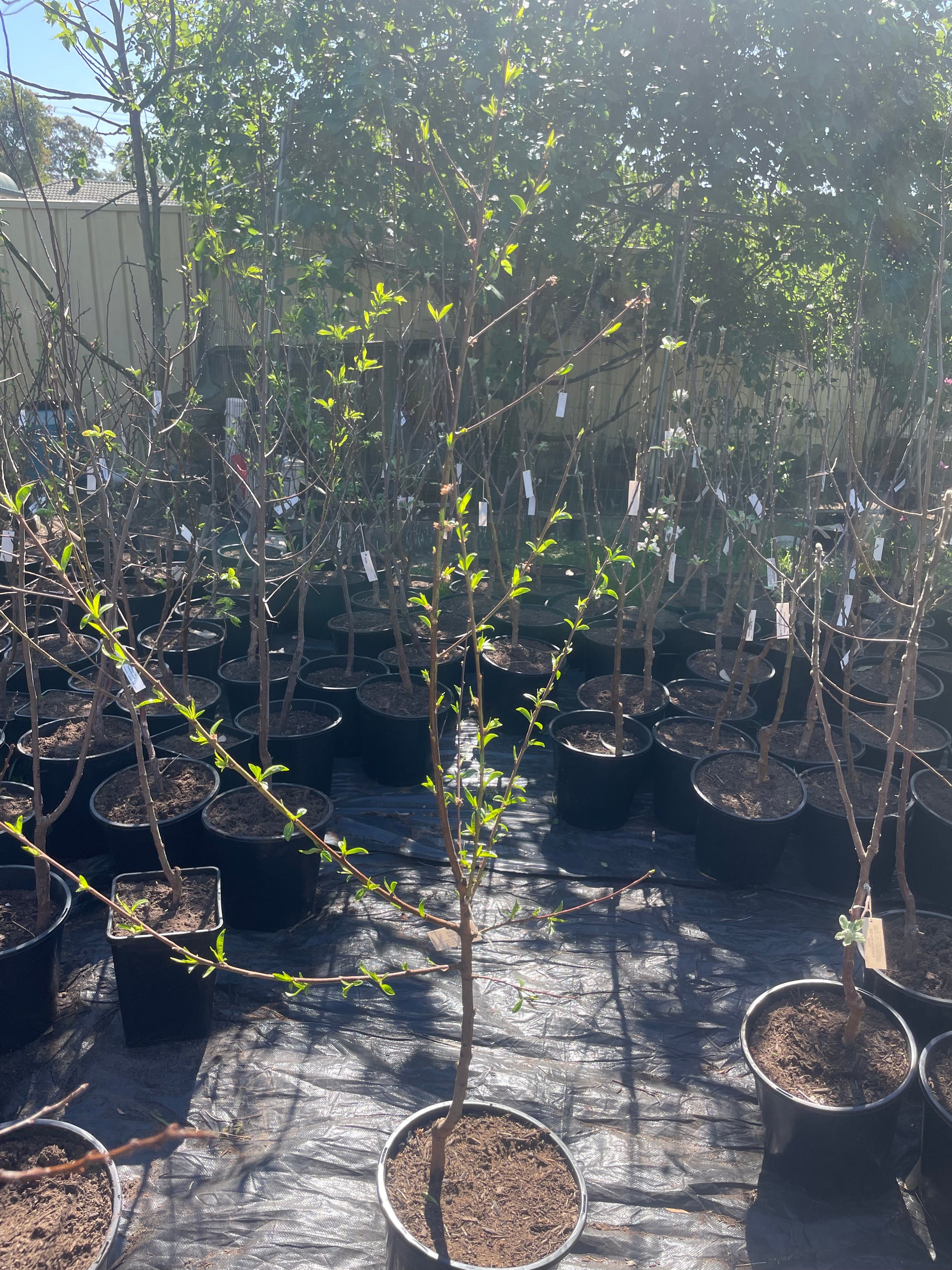 Dwarf plum Elephant Heart (stone fruit)