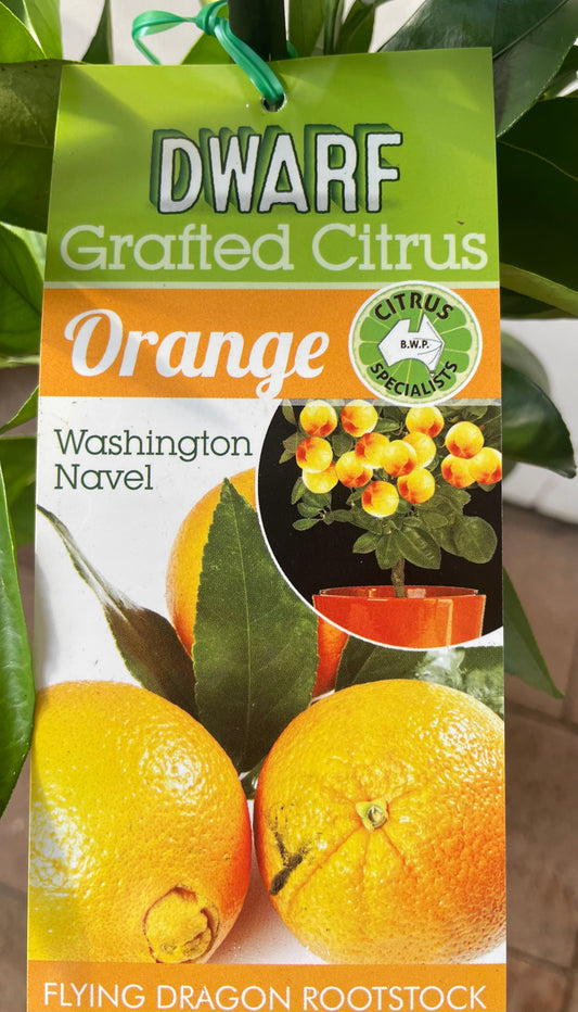 Dwarf Washington Navel Orange (citrus)