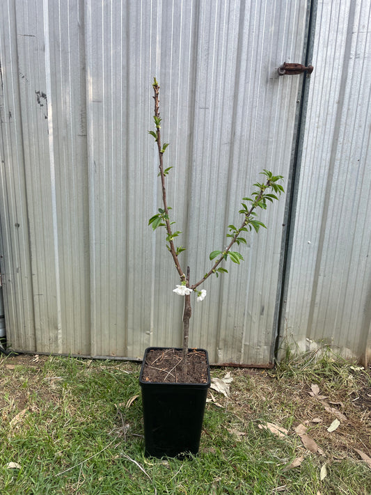 Burgsdorf cherry