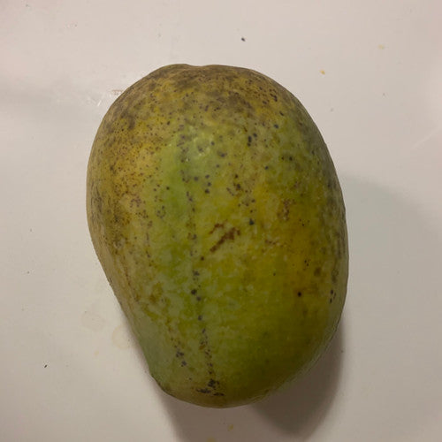 Mango Bullocks Heart 4L (tropical trees)