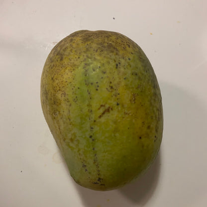 Mango Bullocks Heart 4L (tropical trees)