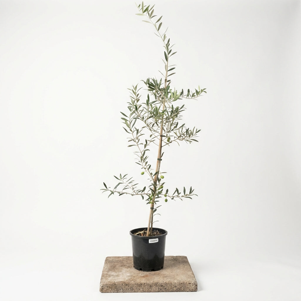 Olive Arbosana