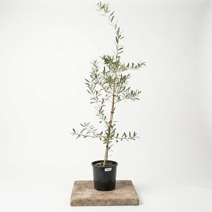 Olive Arbosana