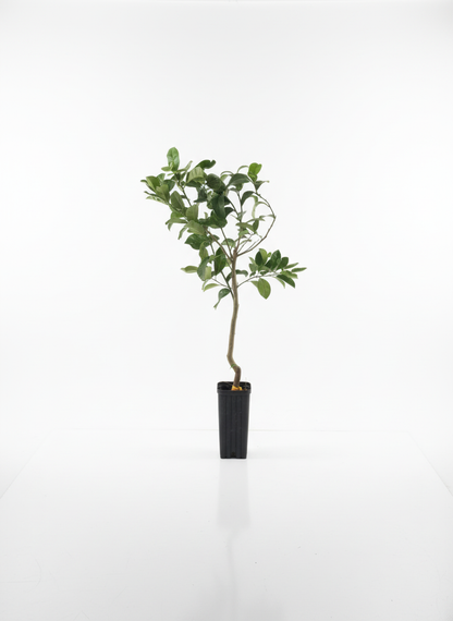 Lemonade tree ( citrus)