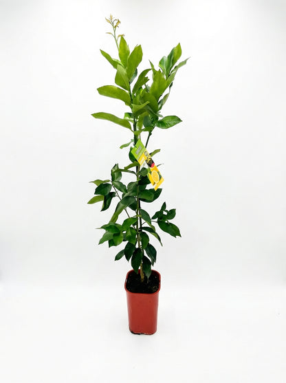 Dwarf Lisbon Lemon(citrus)