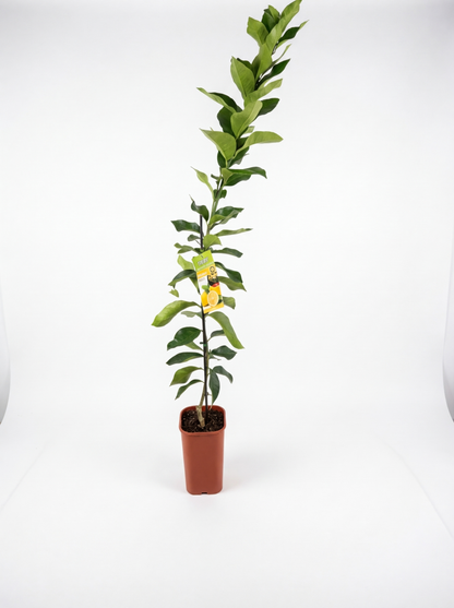 Dwarf Myer lemon tree