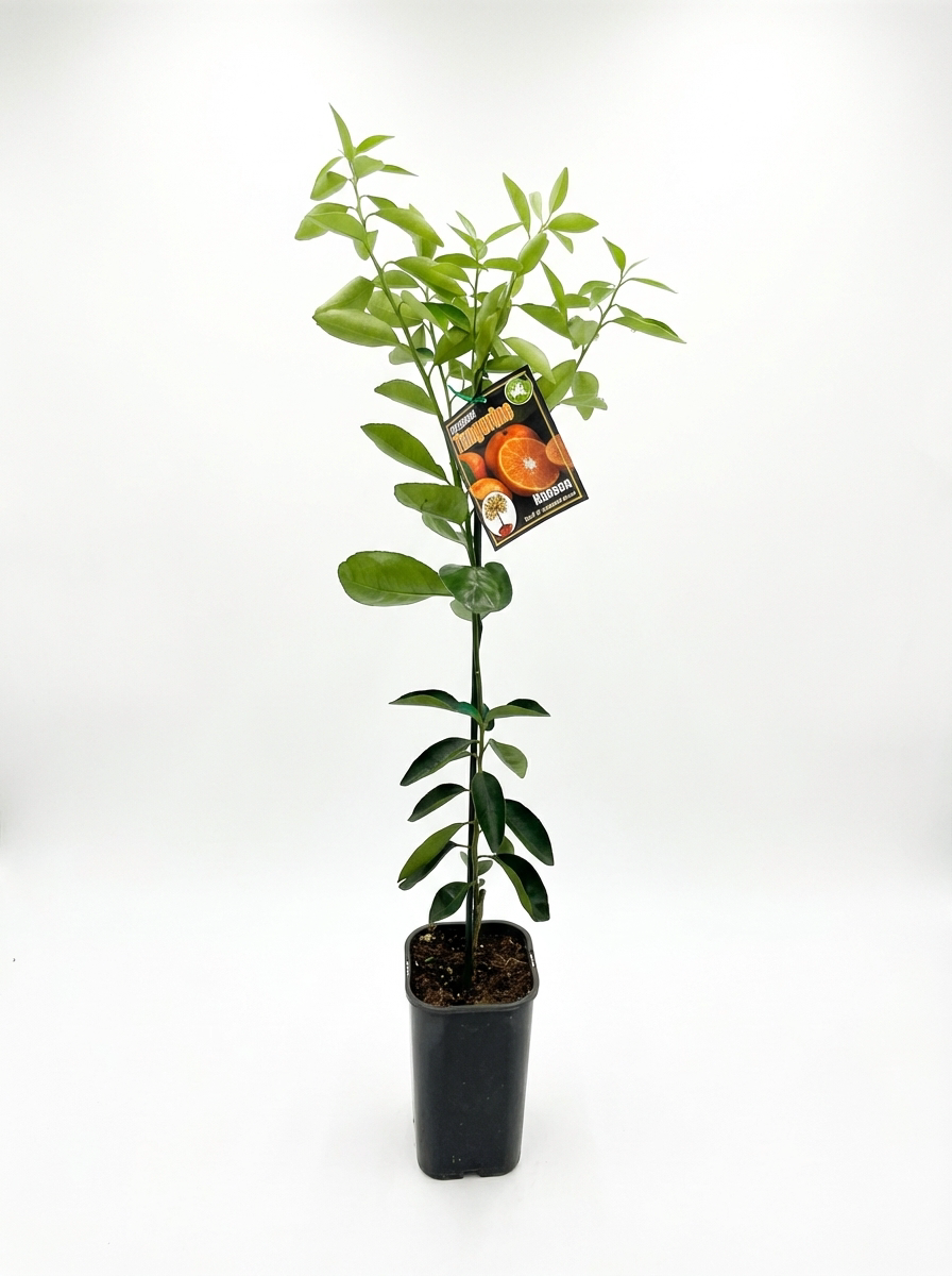 Hansen Tangerine (citrus)