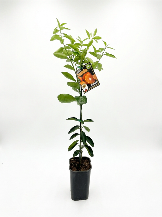 Hansen Tangerine (citrus)