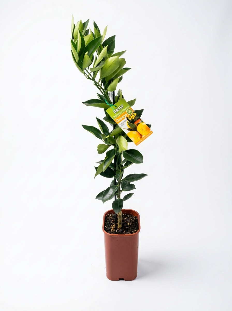 Dwarf Washington Navel Orange (citrus)