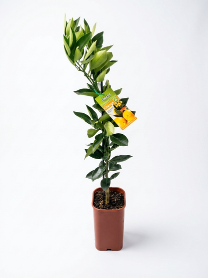 Dwarf Washington Navel Orange (citrus)